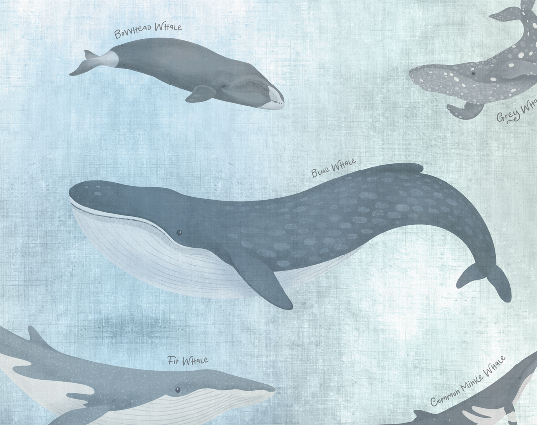 Papel Mural Ballena Azul - Calandra Murales