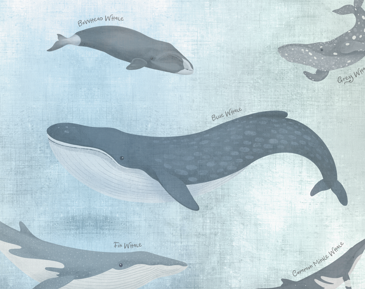 Papel Mural Ballena Azul - Calandra Murales