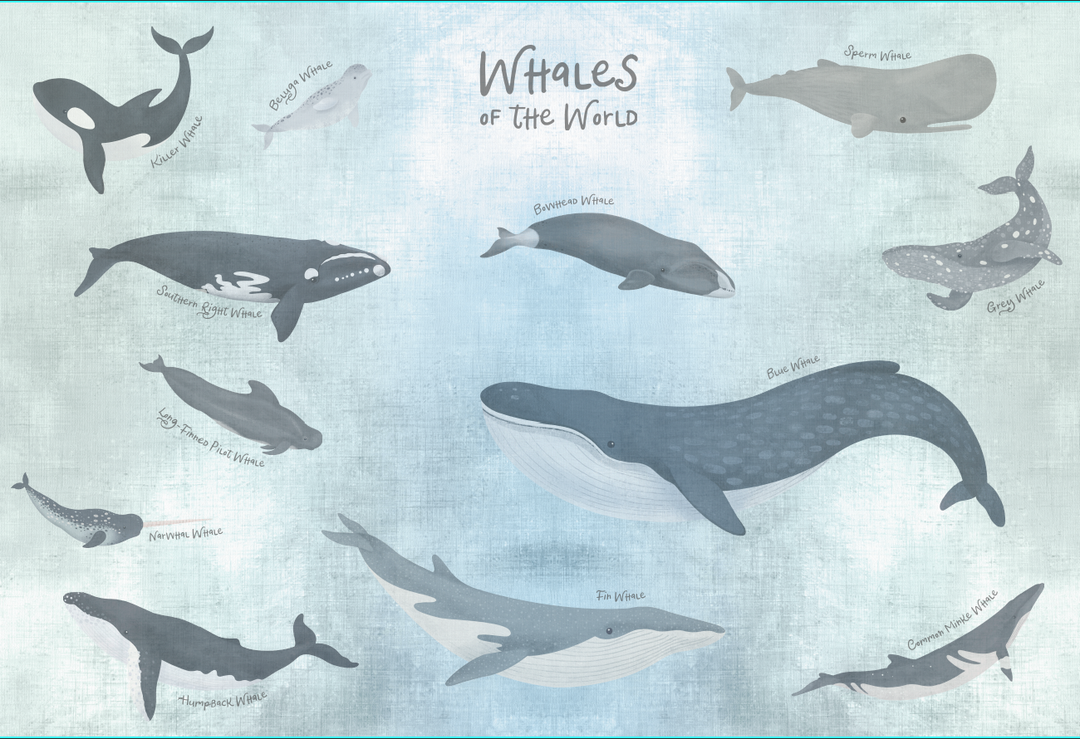 Papel Mural Ballena Azul - Calandra Murales