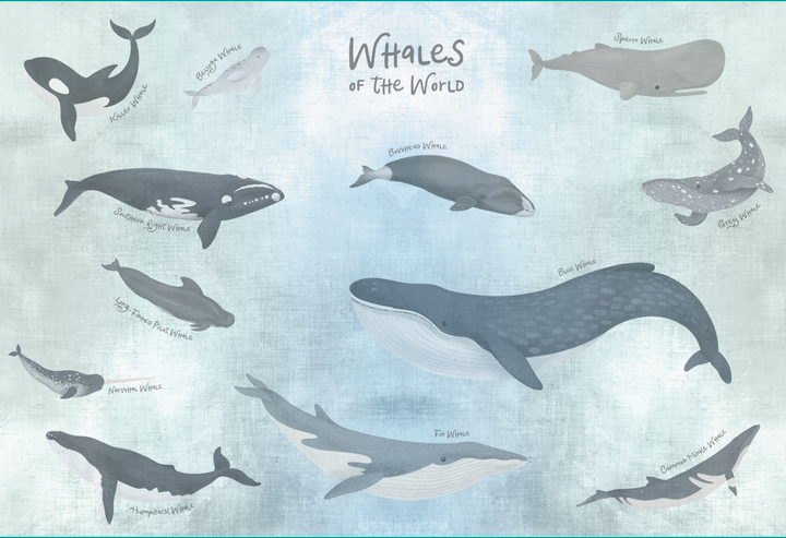 Papel Mural Ballena Azul - Calandra Murales