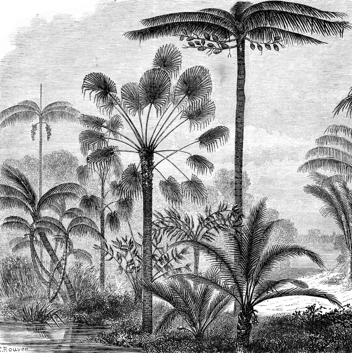 Papel Mural Piscis Black - Calandra Murales