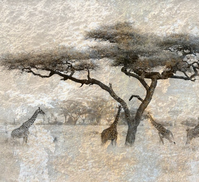 Papel Mural Sabana - Calandra Murales