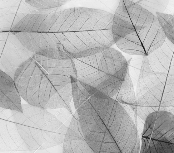 Papel Mural Raquel - Calandra Murales