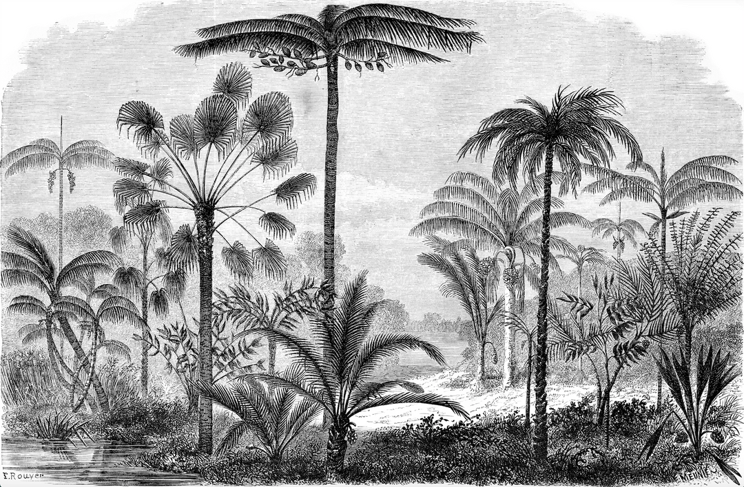 Papel Mural Cocotero - Calandra Murales